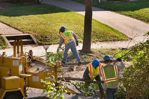 Best Tree Fertilization Services  in Cisco, TX